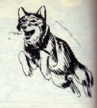 Il Western nel fumetto italiano 71