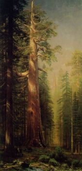 The Great Trees, Mariposa Grove, California (1876)
