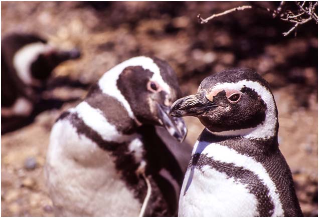 Dall'Appennino alle Ande (22)
