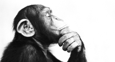 La scimmia è l'essenza 01