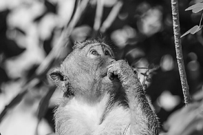 La scimmia è l'essenza 03