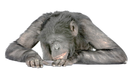 La scimmia è l'essenza 04