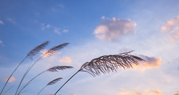 grass-with-cloudy-sky-windy-day_83782-548