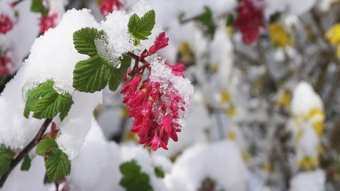 Primavere perdute 03