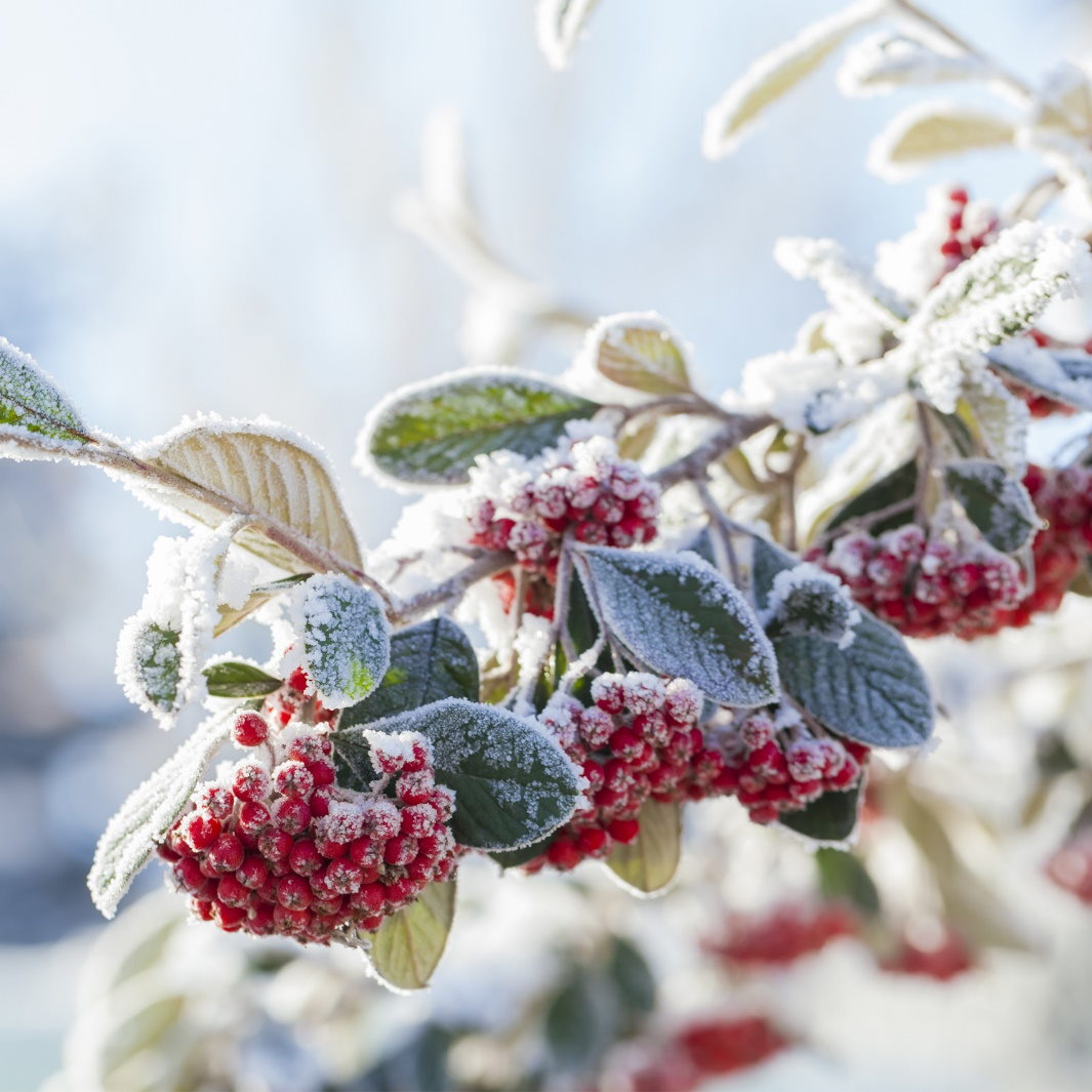 Primavere perdute 04