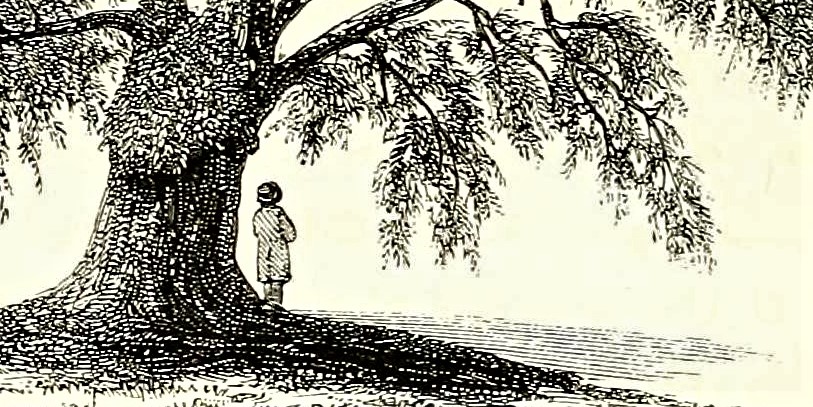 Andai nei boschi e inciampai (5)