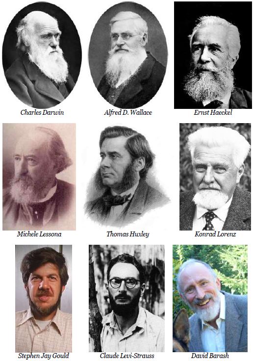 tav 24 Barbe evoluzioniste