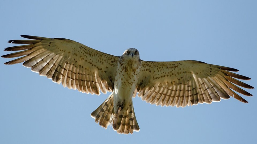 Ariette 16 Spiace tanto